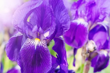Zelfklevend Fotobehang Purple iris flower close-up. Blooming violet flowers background © Volha