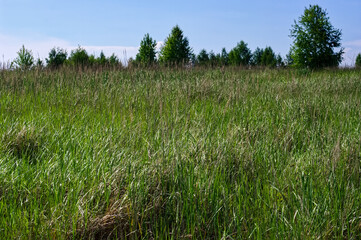 small wild flowers in the field