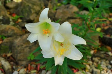White Easter Lily on blurred background, white flower, closeup - テッポウユリ 白いユリ