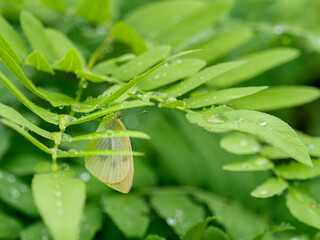 雨宿りするモンシロチョウ