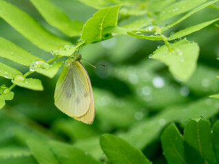 雨宿りするモンシロチョウ