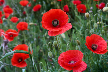 Red Poppie in a cereal field in Spain
