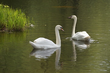 swans on the lake