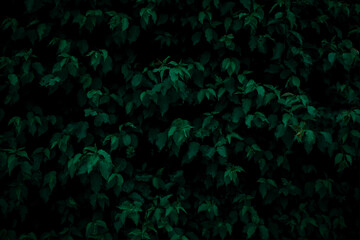 Background with green leaves. Natural background for design