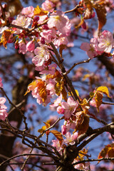 natural background in early spring blooms with pink flowers a young plant apple tree
