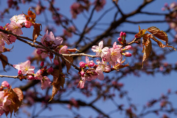 natural background in early spring blooms with pink flowers a young plant apple tree