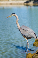 Great gray heron (Ardea cinerea) walks the shallow lake.