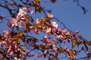 natural background in early spring blooms with pink flowers a young plant apple tree