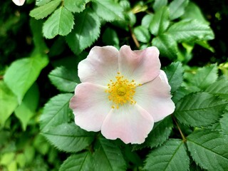 Blooming rosehip bush in the front garden
