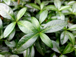 Periwinkle growing near the house 