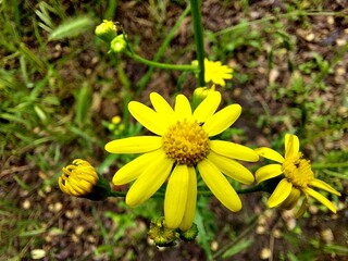 A plant with a yellow flower called:
