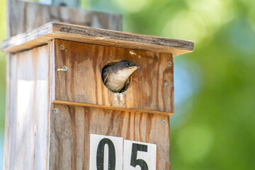 A tree swallow peeks out of its birdhouse. Wildlife photography.