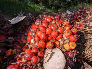 oil palm fruits (Elaeis guineensis) in the morning