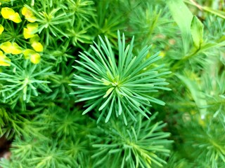 Euphorbia growing in the front garden