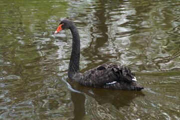 Fototapeta premium black swan on the lake
