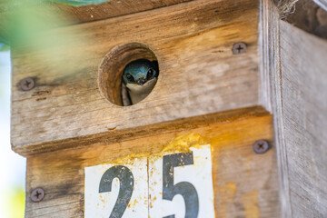 A tree swallow peeks out of its birdhouse. Wildlife photography.