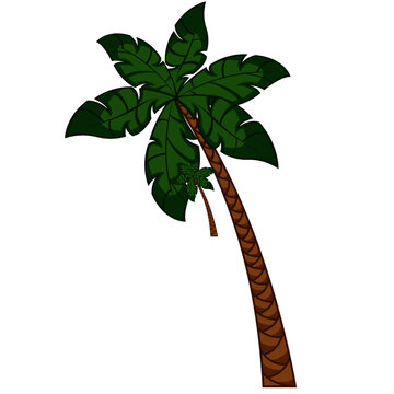 Palm tree illustration, coconut tree standalone illustration, vector tree