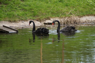 Fototapeta premium black swan on the lake