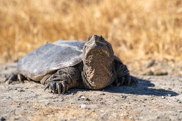 Close up of Common Snapping Turtle. Wildlife photography.