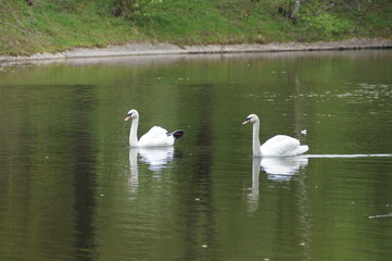 swans on the lake