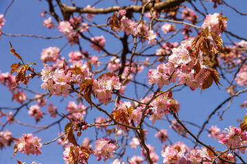 natural background in early spring blooms with pink flowers a young plant apple tree