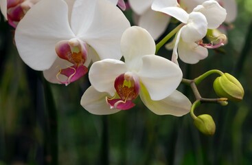 Fototapeta na wymiar Close up of white Moth orchids (Phalaenopsis amabilis), commonly known as the moon orchid