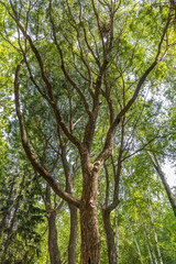 Obraz premium Brown willow tree with green fresh leaves and buds is in a park in spring