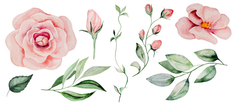 Watercolor pink roses and green leaves Illustrations