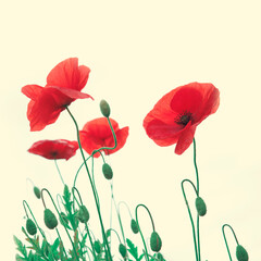 Red poppy flowers isolated on white background