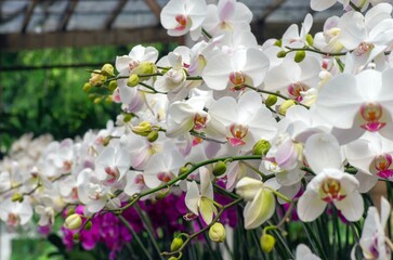 Moth orchids (Phalaenopsis amabilis), commonly known as the moon orchid