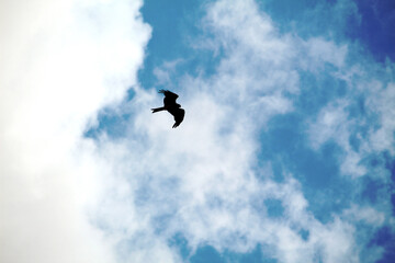 seagull in flight