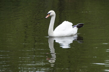 swan on the lake