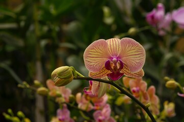 Orange Moth orchids (Phalaenopsis amabilis), commonly known as the moon orchid