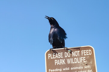Great-tailed Grackle (male) stands on the sign that says: 
