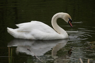 swan on the lake