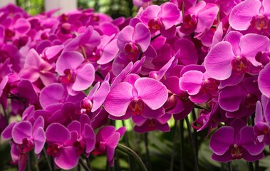 Pink Moth orchids (Phalaenopsis amabilis), commonly known as the moon orchid