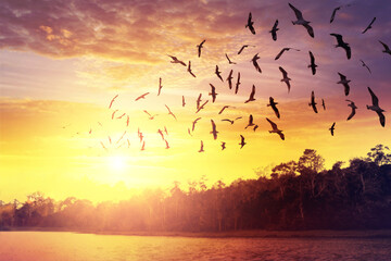 Birds silhouettes flying at sunset sky.