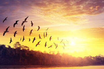 Birds silhouettes flying at sunset sky.