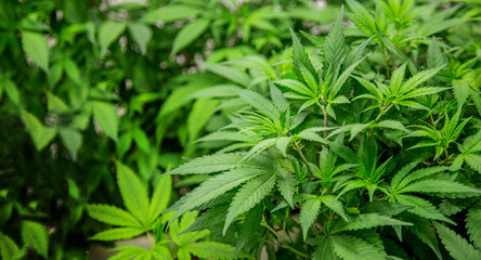 cannabis marijuana plants in science lab for making medicine