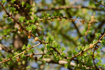 Larch Tree is a genus of woody plants in the Pine family in early spring