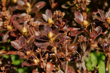 autumn leaves on the ground