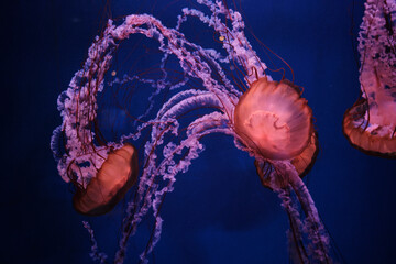 Pareja de medusas © Jose