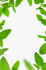 Fresh flying green mint leaves, lemon balm, melissa, peppermint isolated on light gray background...