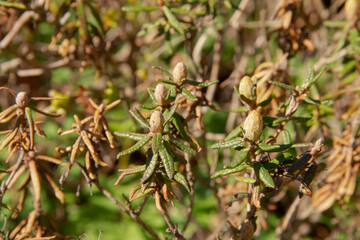 natural background early spring young leaves on a tree in the park