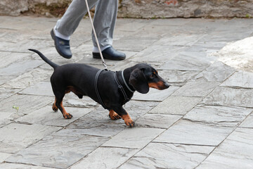 dachshund black dog in a street