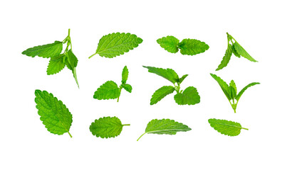 Collection of fresh green leaves of mint, lemon balm, melissa, peppermint isolated on white background. Mint leaf texture, pattern. Spearmint herbs. Tea ingredient. Ecology natural layout for design