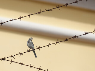 The white wagtail (Motacilla alba) is a small passerine bird in the family Motacillidae.