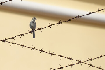 The white wagtail (Motacilla alba) is a small passerine bird in the family Motacillidae.