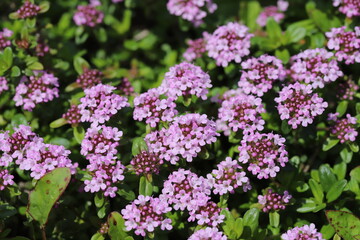 春の公園に咲くイブキジャコウソウの薄紫色の花