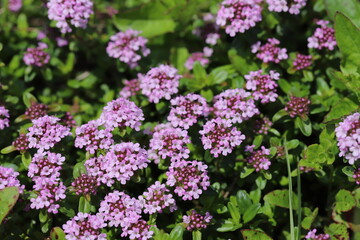 春の公園に咲くイブキジャコウソウの薄紫色の花
